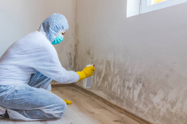Licensed Mold Remediation service in North Port, FL - WQB Mold Removal